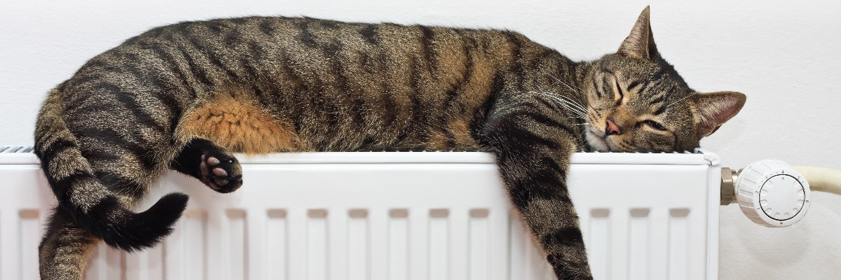 un chat dort paisiblement sur un radiateur