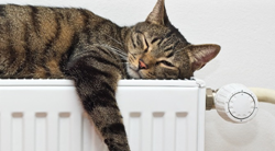 Un chat dort sur un chauffage